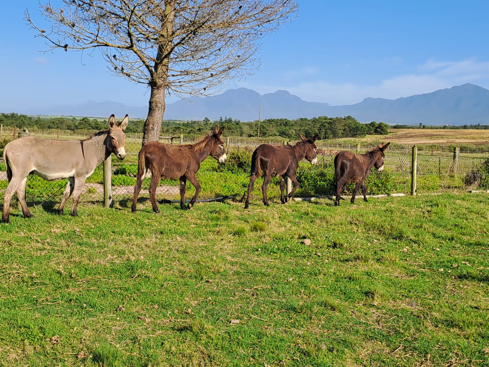 Four Braambos donkeys resting under a tree with the Outeniqua mountains rising behind