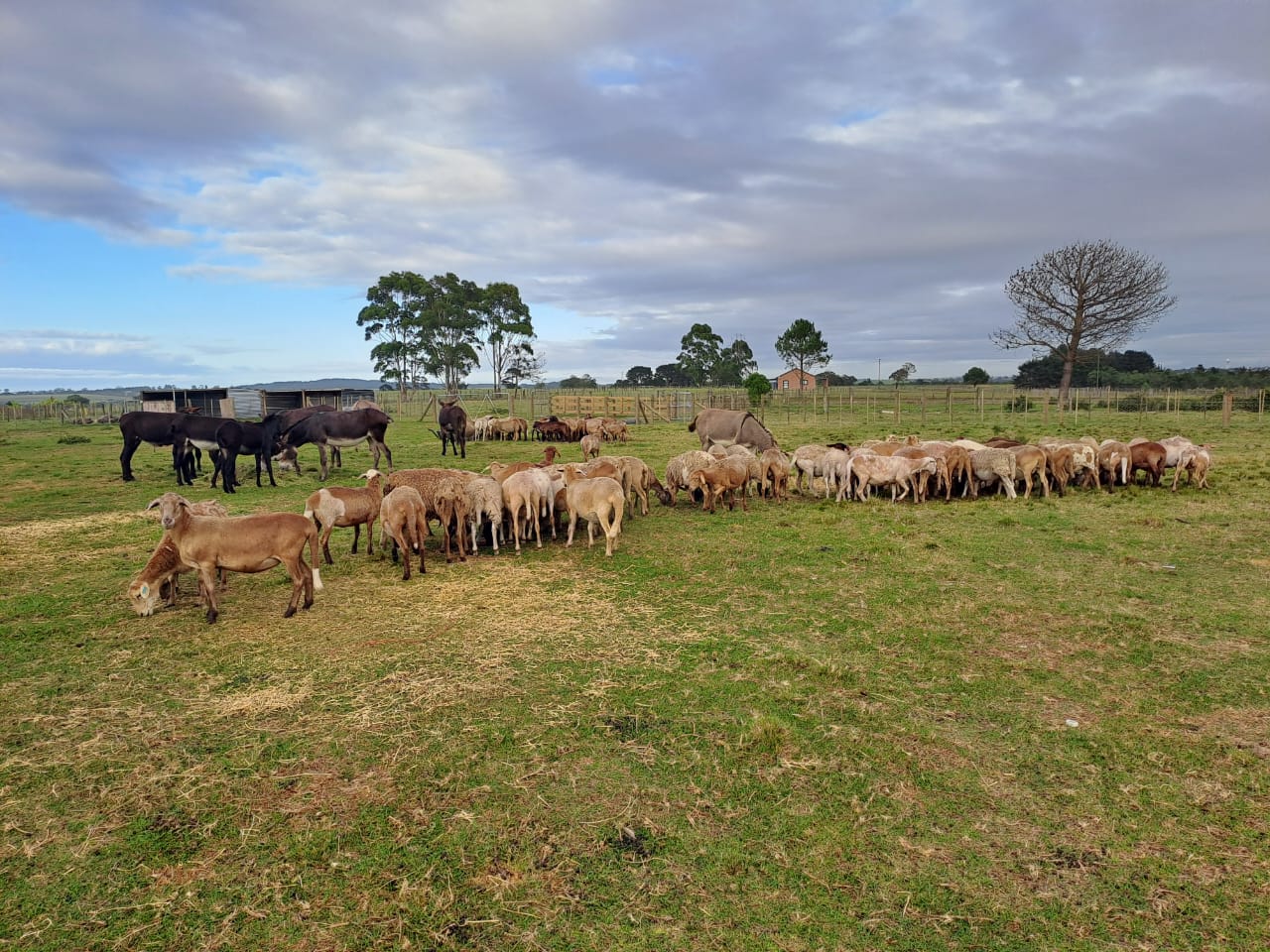 Braambos Boer goats and donkeys grazing together in the pasture