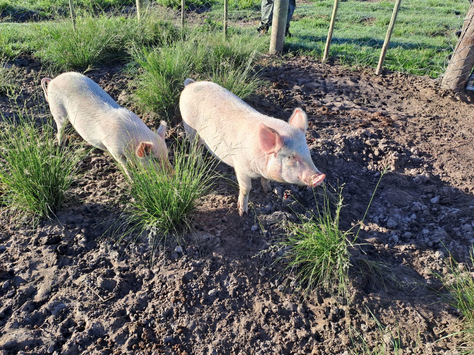 Braambos grower pigs roaming freely in their paddock