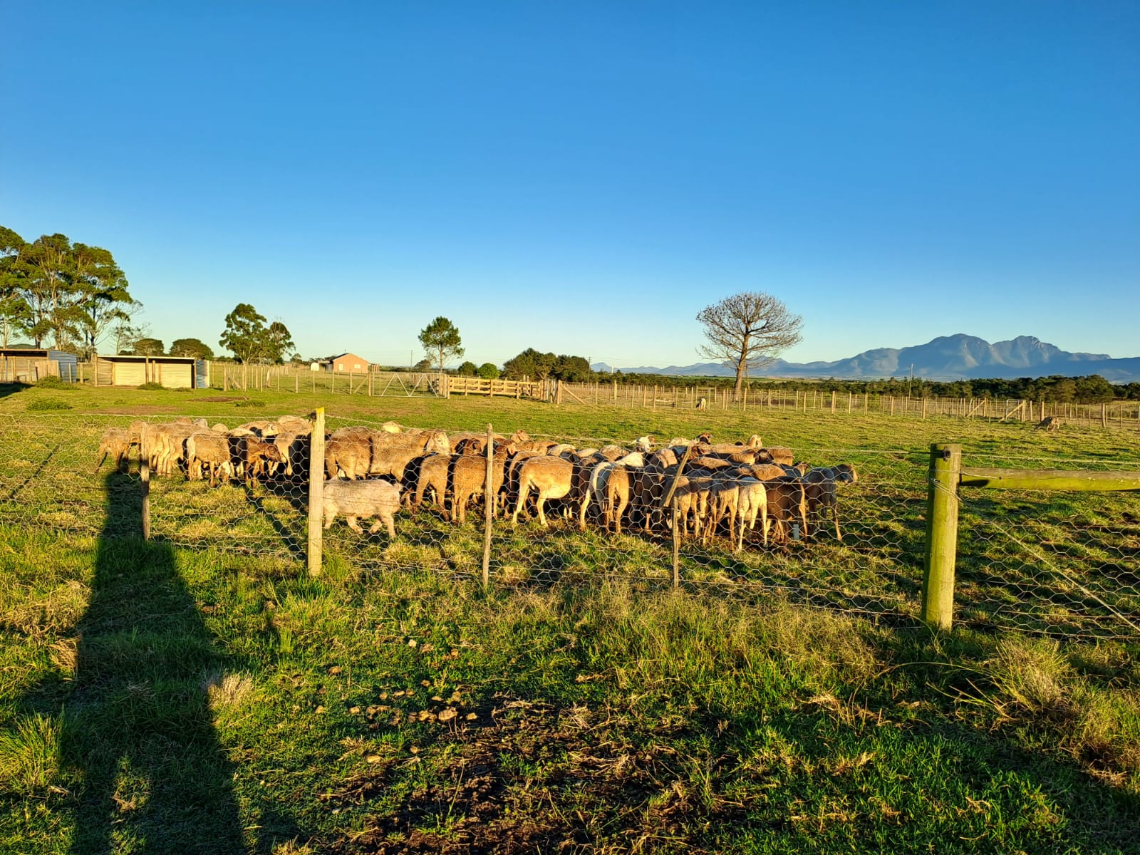 The Braambos herd at dusk — golden hour across the pasture