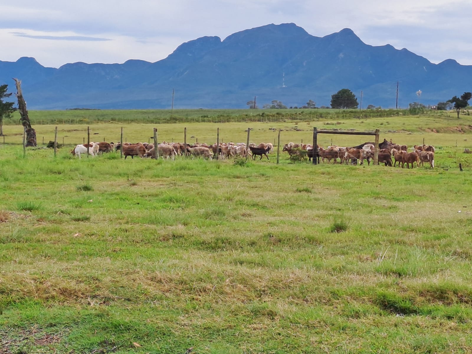 Braambos herd moving through the gate — natural pasture rotation underpins egg quality