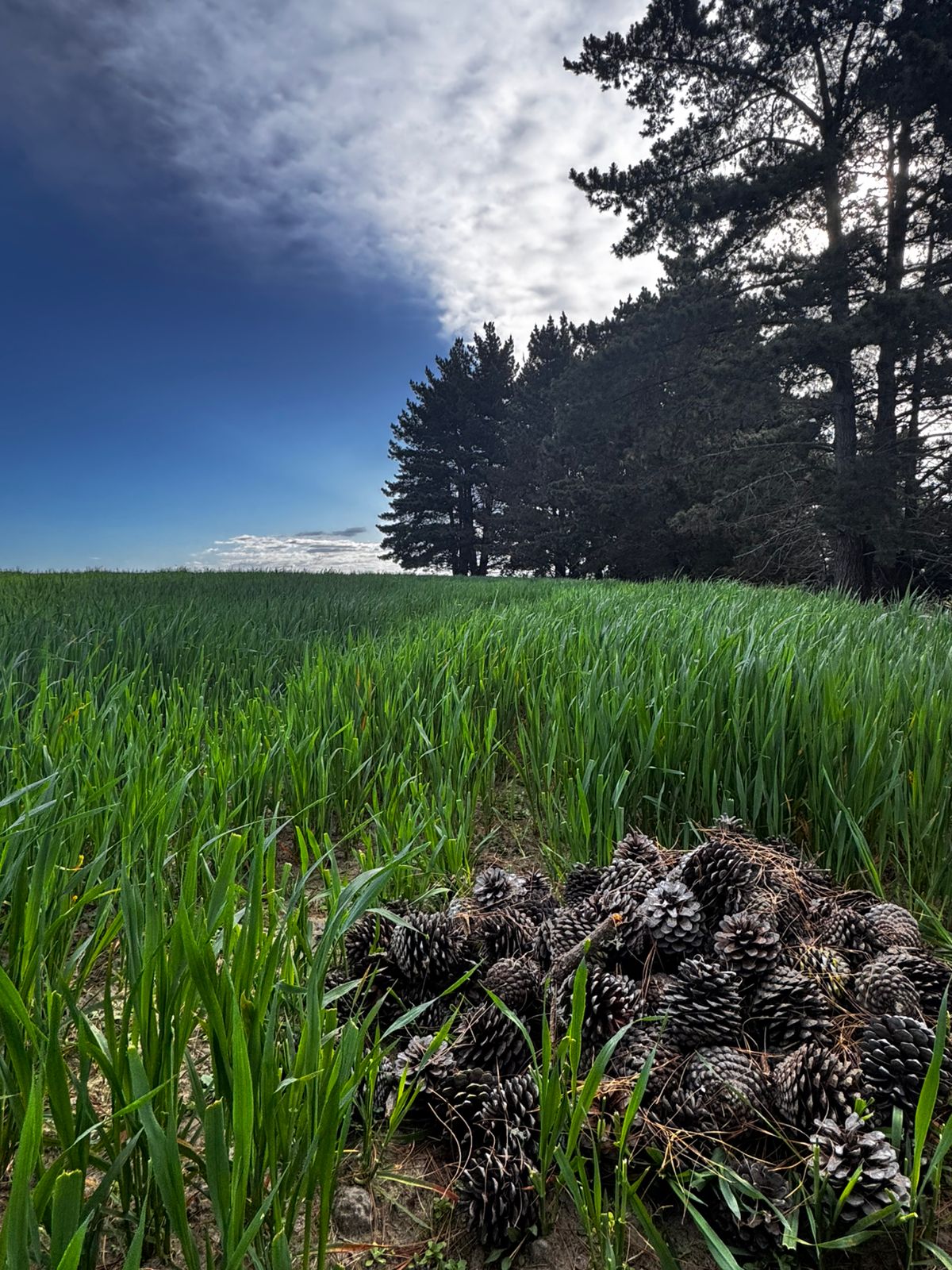 Pine cones in the foreground of a lush green field beneath a dramatic sky