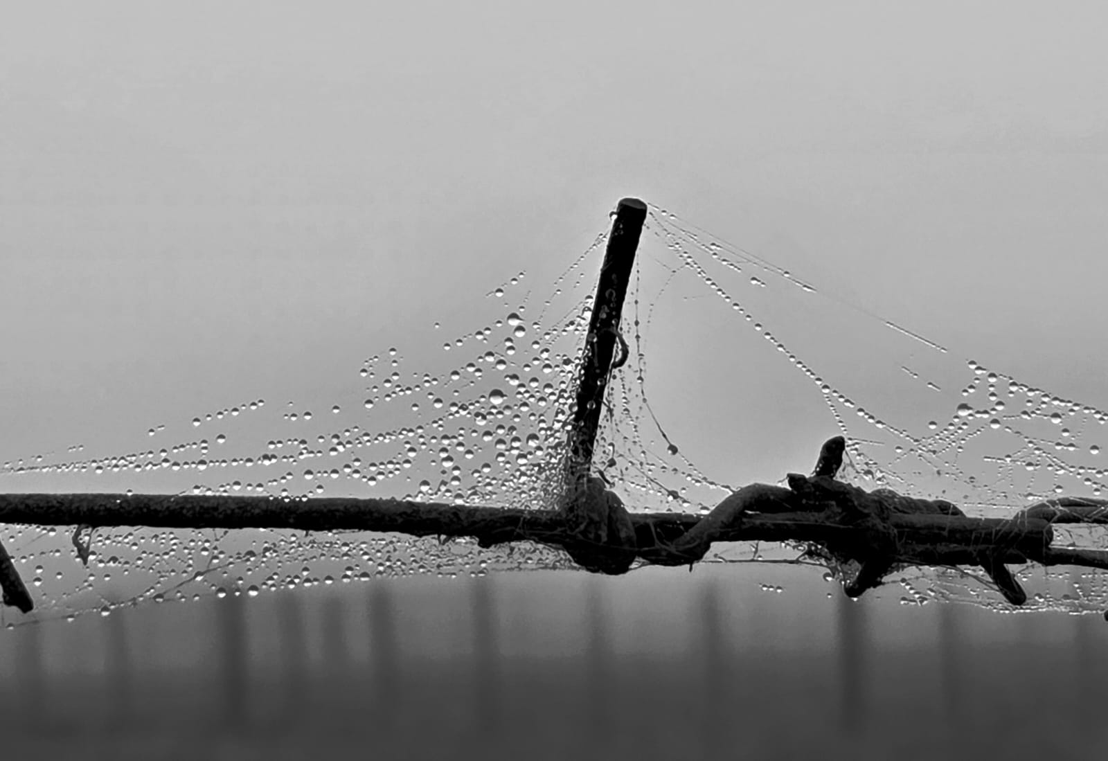 Dew drops on a spiderweb along the barbed wire fence at dawn