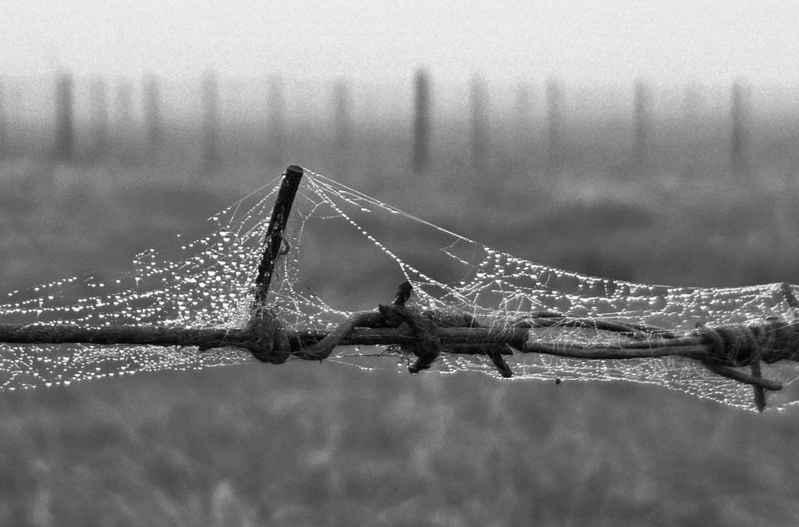 Dew-covered spiderweb on barbed wire with fence posts receding behind