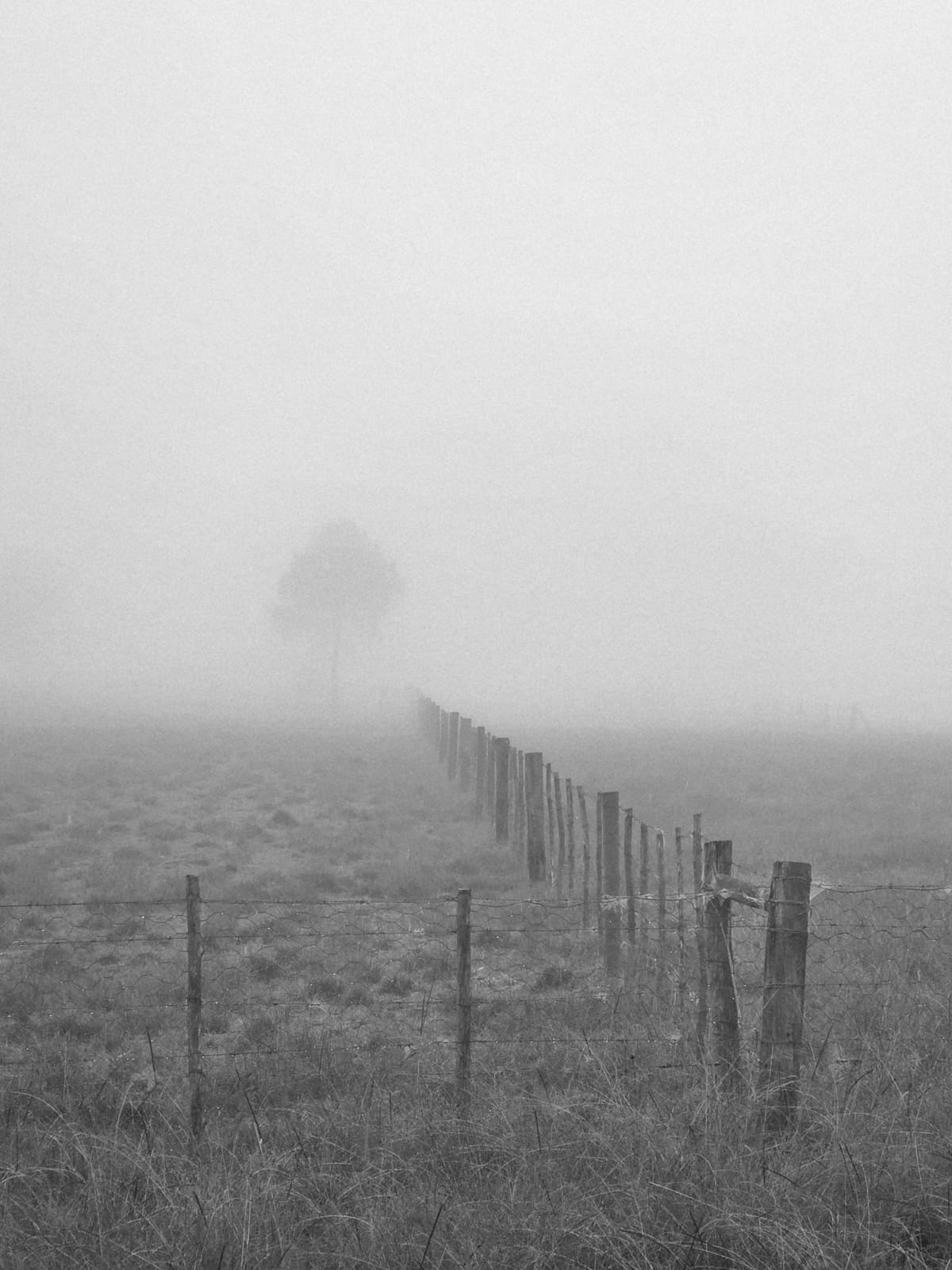 Farm fence line receding into thick morning mist with a lone tree