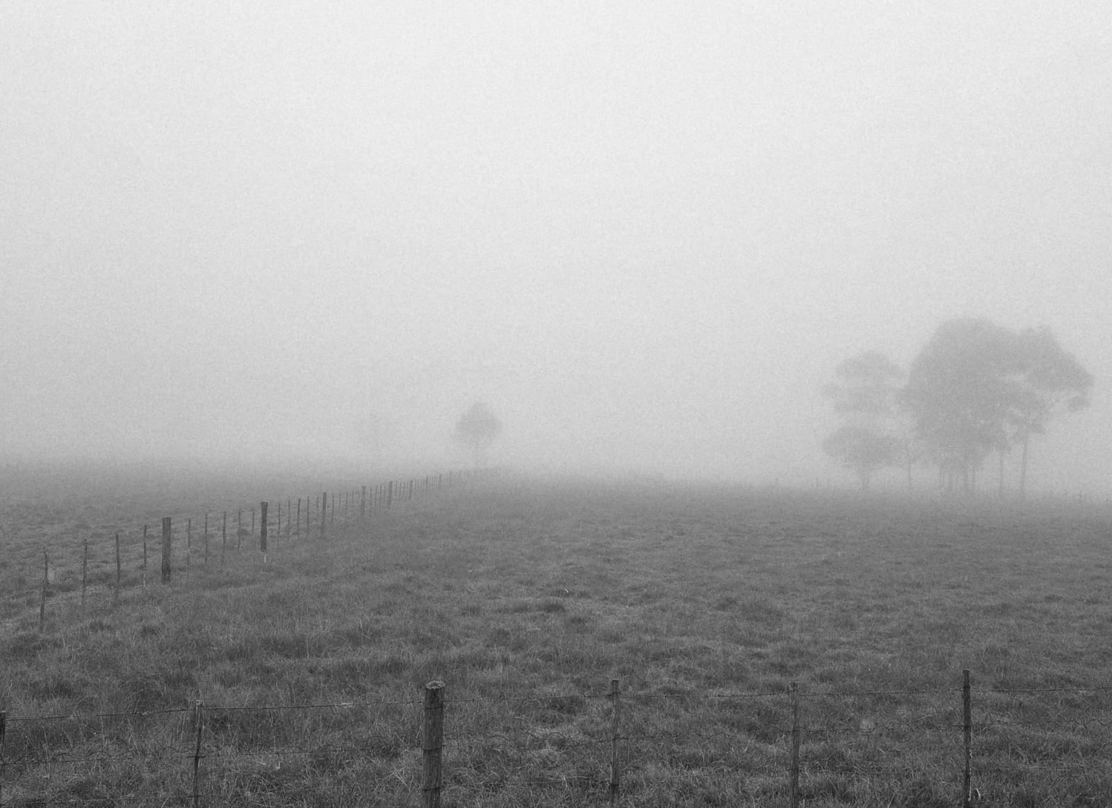 Morning mist settling over Braambos pasture — fence and ghost trees dissolving into fog