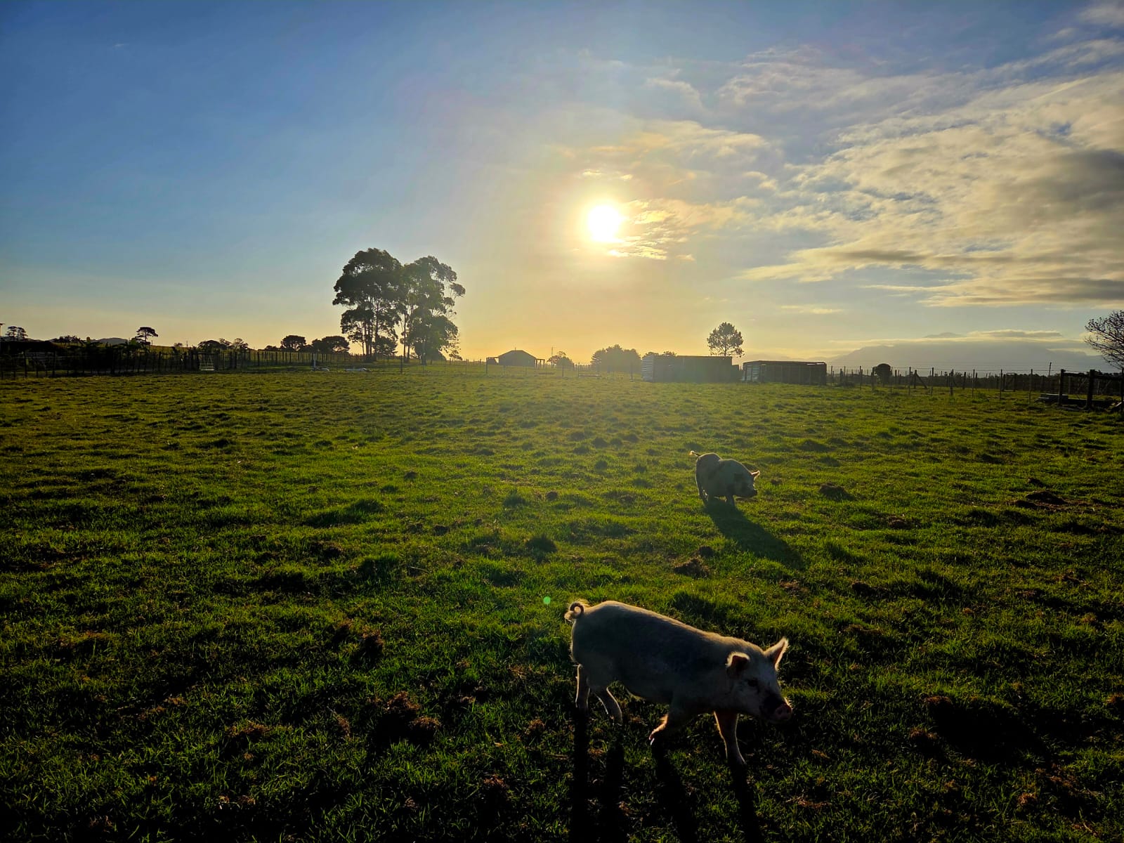 Braambos pigs foraging on lush green pasture at golden hour