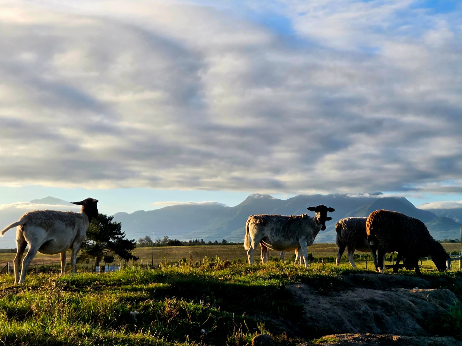 Braambos sheep grazing in golden afternoon light with the Outeniqua mountains behind