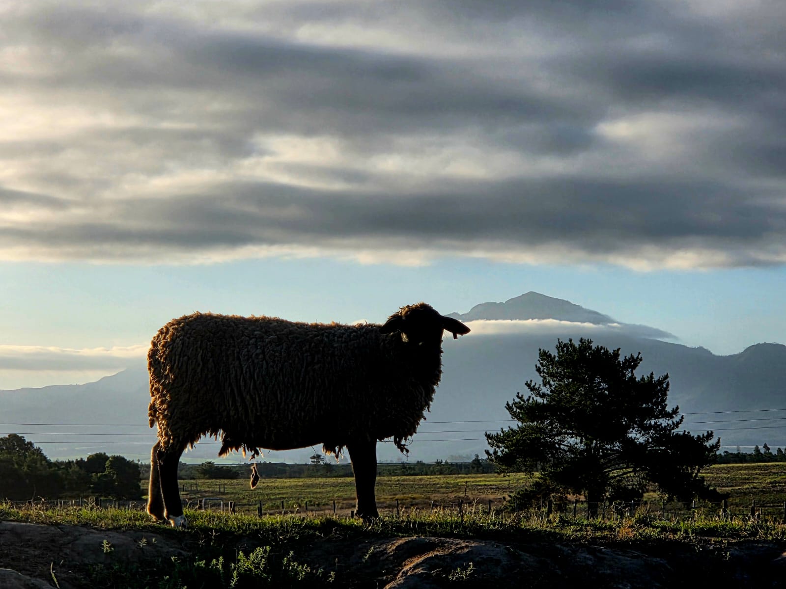 A Braambos sheep silhouetted against the Outeniqua mountains at dusk