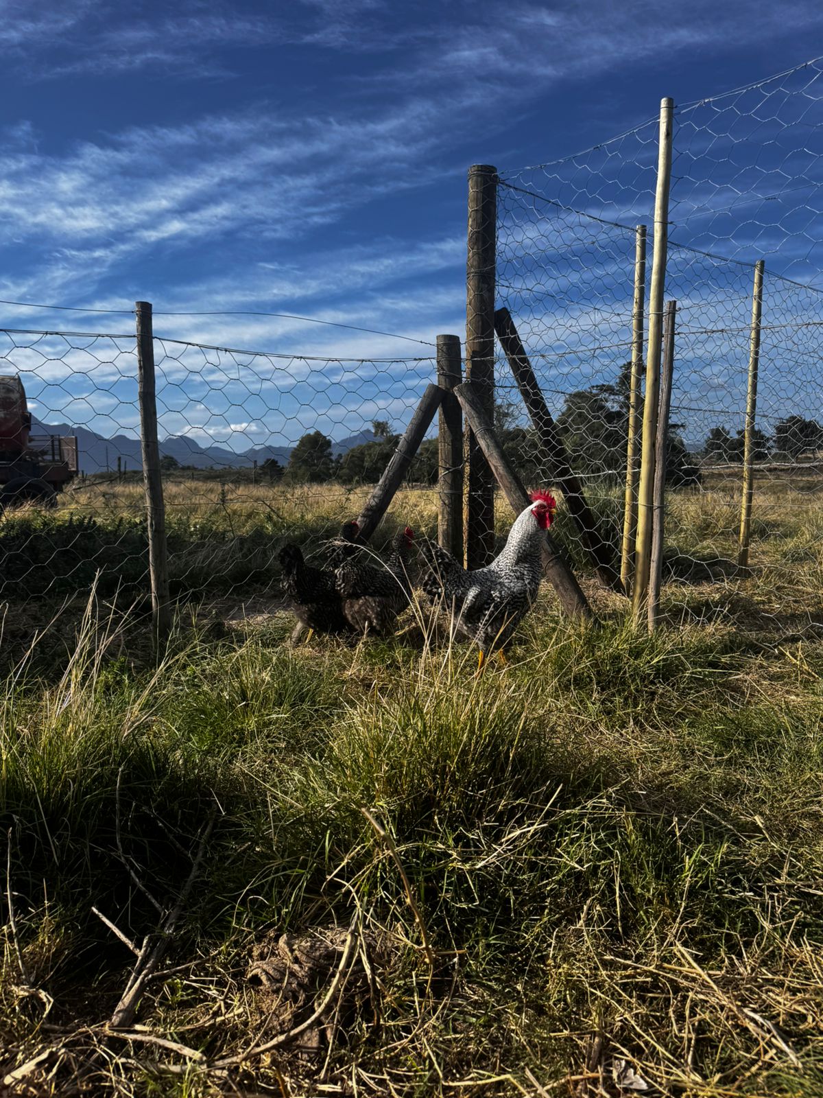 Braambos free-range rooster and hens beside the fence — pasture-raised from the start
