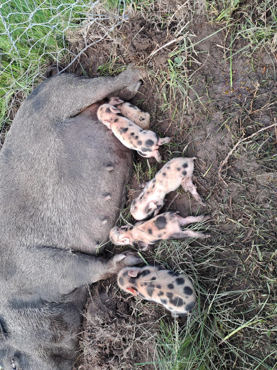 Braambos sow nursing her piglets in the paddock